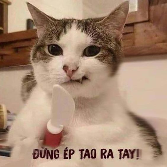 meme mèo bựa cầm dao