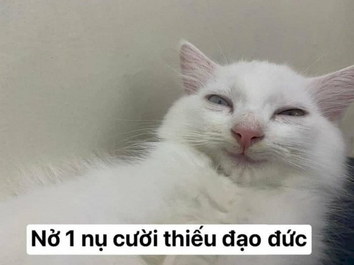 meme mèo cười bựa