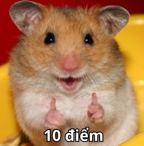 Ảnh meme 10 điểm chuột hamster