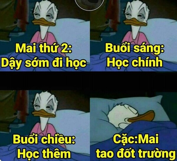 Ảnh meme chửi trường