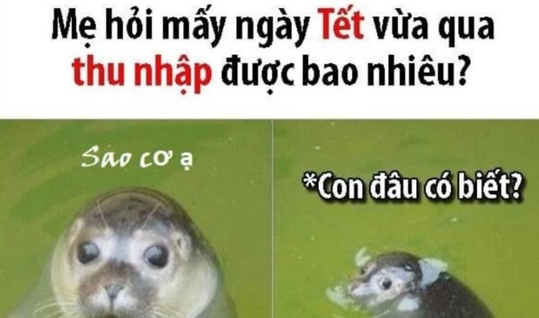 Ảnh meme tết cho anh em ỉm tiền